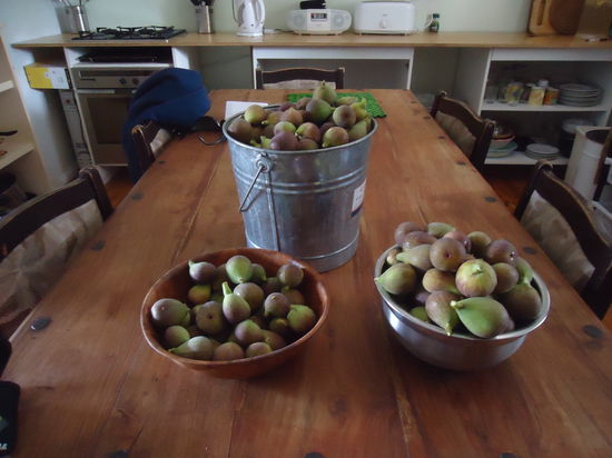 viel zu viele Feigen