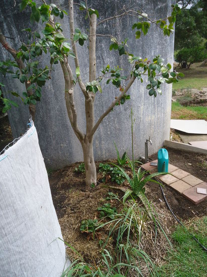 Irgendein subtropischer Baum ( den Namen kann ich mir nicht merken) , drum herum Erdbeeren und davor noch Zitronengras
