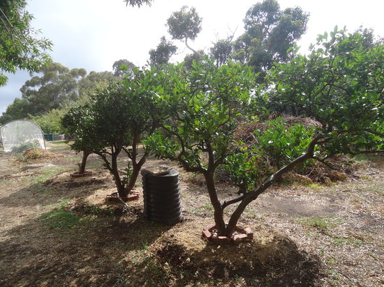 Mandarinen - Orangen - Zitronenbaum