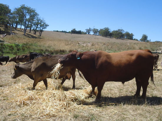 das ist Crown, der Big Bull! Der Vater (fast) aller Kuehe sozusagen...