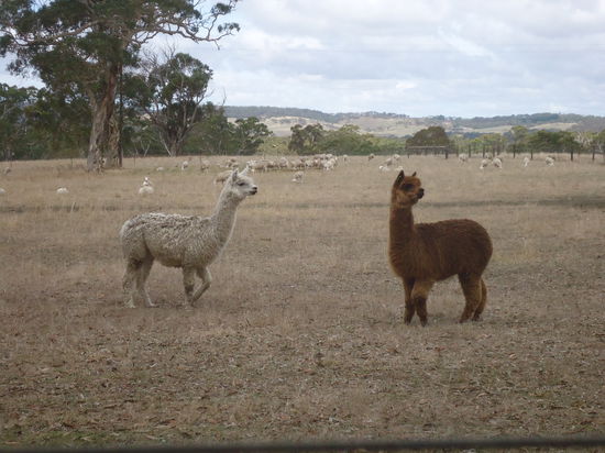 Alpakas!
