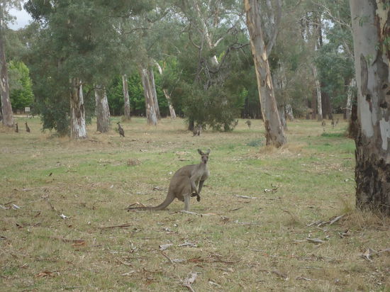 Kaenguruhs sind einfach ueberall hier!!