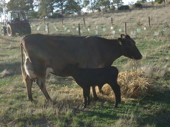 Mutterkuh mit ihrem Kaelbchen