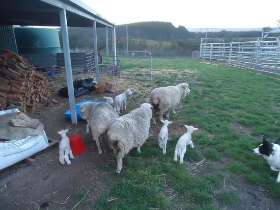 die süßen Lämmlis mit Mamis 