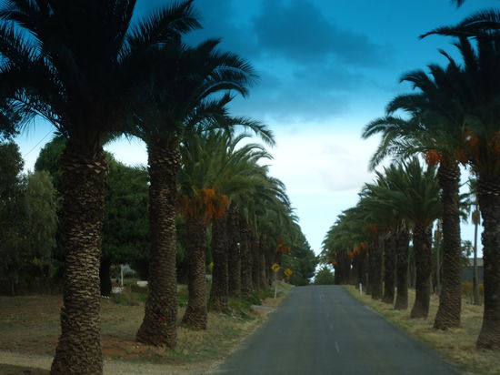so sahen ungefähr 3 km die Straßen aus irgendwo im Barossa Valley!