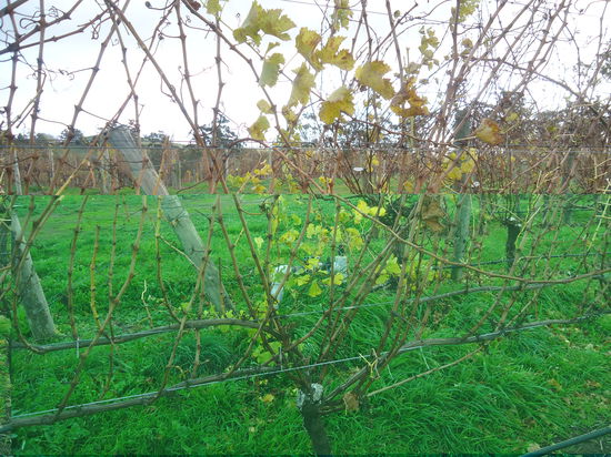 das vorher Bild eines Bäumchens...