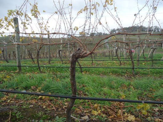 ...und so sollte das Nachher Bäumchen ausschauen!