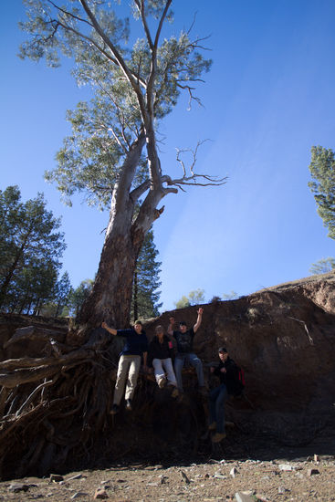 auf den Wurzeln eines Gumtrees