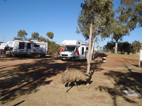 ein freilaufender Emu auf dem Campingplatz 