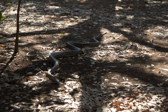 die riiiiiiieeeesen Schlange!