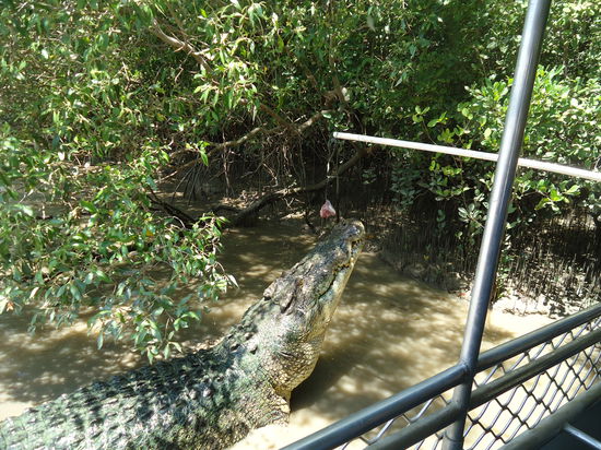 größter Kroko im Fluss!
