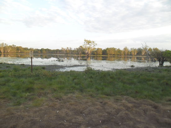 ein Krokoüberfülltes Billabong (Wasserloch)