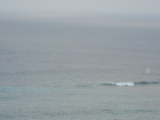 hehe seht ihr den Wal dort auspusten rechts im Bild? Schnappschuss! 