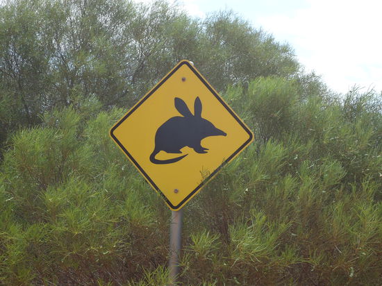 das ist ein Bilby, Mischung aus Ratte und Hase aber sehr selten zu sehen!