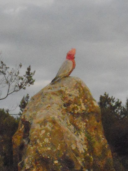 ein kleiner Papagei auf nem Pinnacle