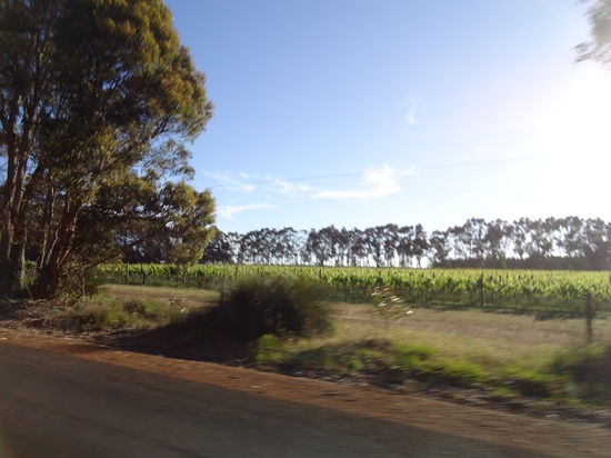 Weinfelder Weinfelder und Weinfelder!