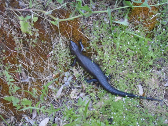 was ein hübscher Lizard!