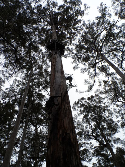 Bicentennial Tree