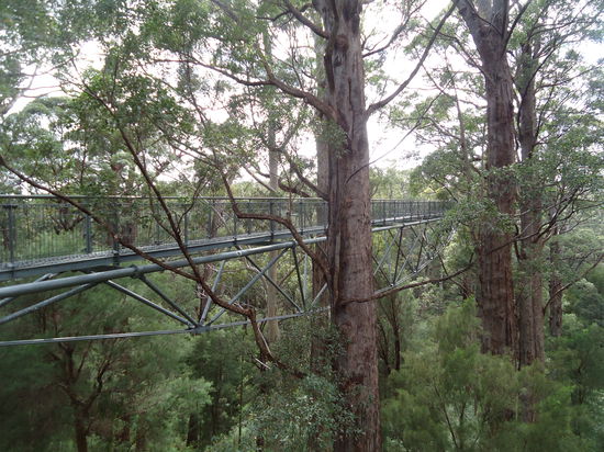 Treetopwalk im Walpole Nationalpark