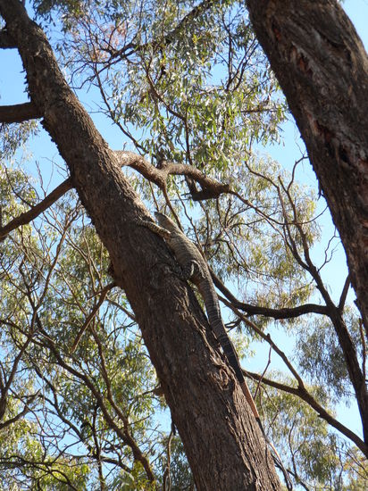 ein richtig großer Baran - hatte ich noch nie zuvor im Freien gesehen!