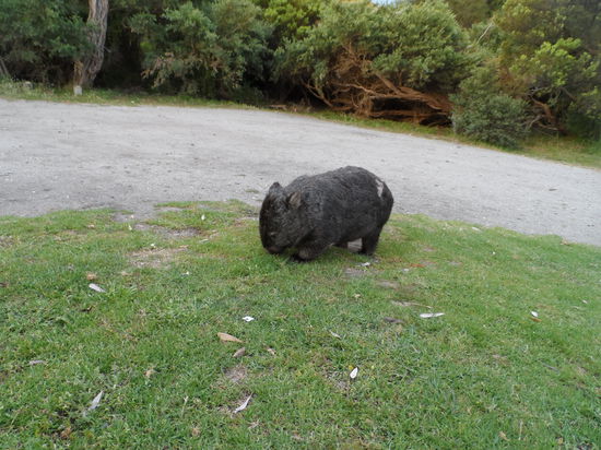 WOMBAT!!! von da an war dann endlich meine Liste komplett mit allen australischen gesehenen Tierchen  okay abgesehen von den vielen giftigen Schlangen und Spinnen 