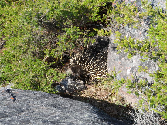 das ist ein Echidna - ein Schnabeligel 