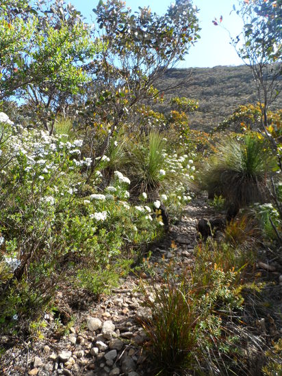 schöne wilde Blumen entlang des Weges