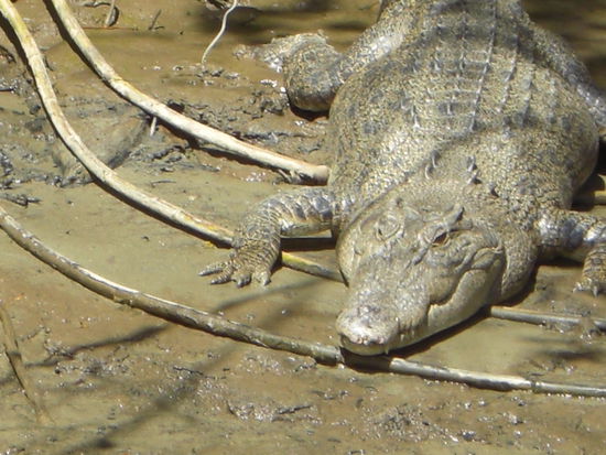 ..und das ist der Nelson!