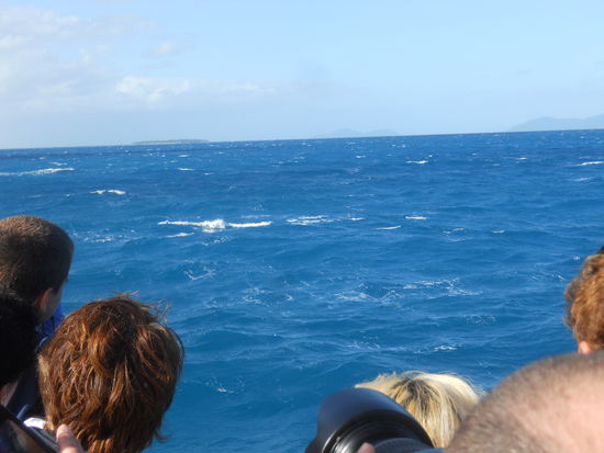 Hier war der Wal - seht ihr ihn denn nicht!? 