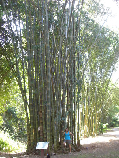 Big Bamboo 