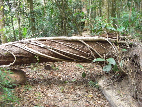 was es hier manchmal für außergewöhnliche Bäume gibt - sehr geil!