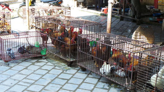 jep, so werden die leckeren Chicken dort gehalten...^^