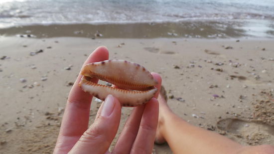 ...und auch ne hübsche Muschel!