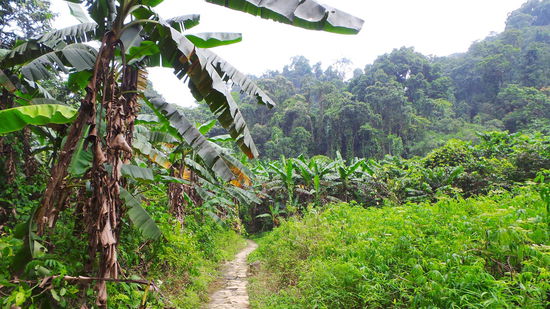 Cuc Phuong Nationalpark - immer und überall ganz viele Bananenbäume!