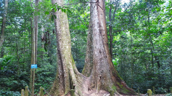 Tausend Jahre alter Baum