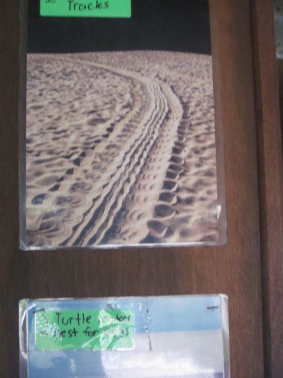 Turtle-Spuren