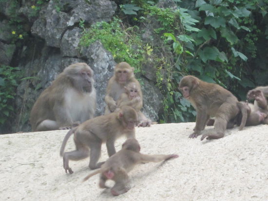 Im nächsten Leben wäre ich bitte gerne ein Affe, sieht nach einer Menge Spaß aus!