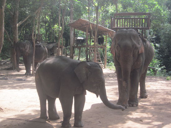 Hello Elefants, my name is Carla and i fall in love with you!