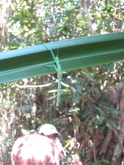 dieses arme Vieh müsste ja wohl mind. 1 Beinchen verloren haben  war aber auch sehr groß