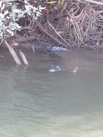 Wo versteckt sich denn das Krokodil?