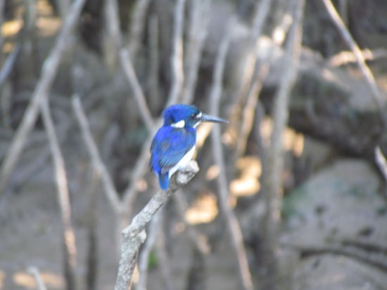 Ich persönlich fande auch diesen blauen Vogel viel viel schöner 
