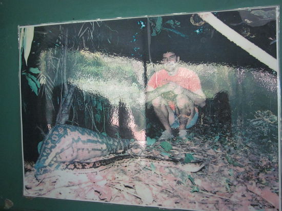 Suchbild: Wo ist das Känguru versteckt?