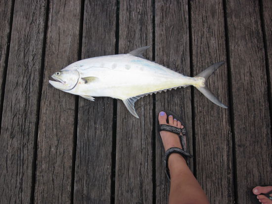 die Fische waren echt riiiiiesig!!