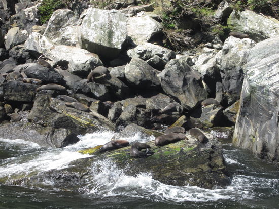 auf diesem Bild sind ganz viele kleine faule Roben versteckt 
