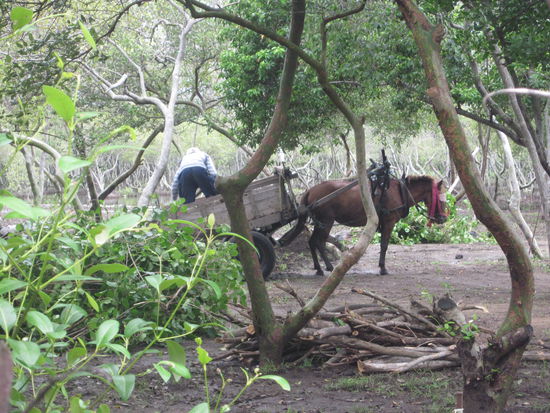 Einheimische bei der Arbeit