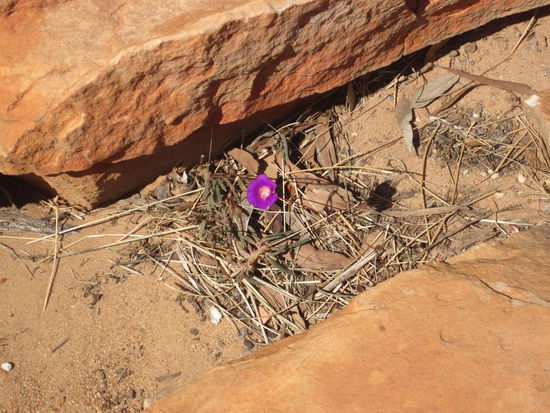 und irgendwo, keine weiß warum, wächst was kleines lilanes aus dem Boden, nur für Carla Fernweh 