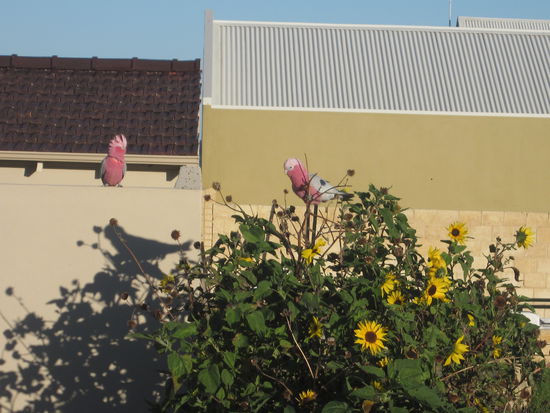 sooooo schön, die hätte ich auch gerne in meinem Garten