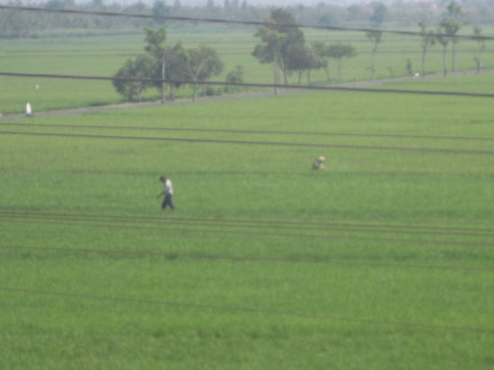 Die Arbeiter auf dem Reisfeld und wirklich mit Spitzhut 