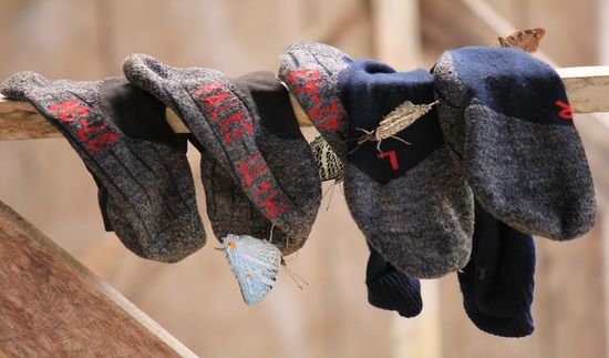 Nein, sie haben es nicht überlebt. Wen wundert's?