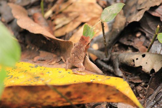 anderes Blatt, anderer Frosch!